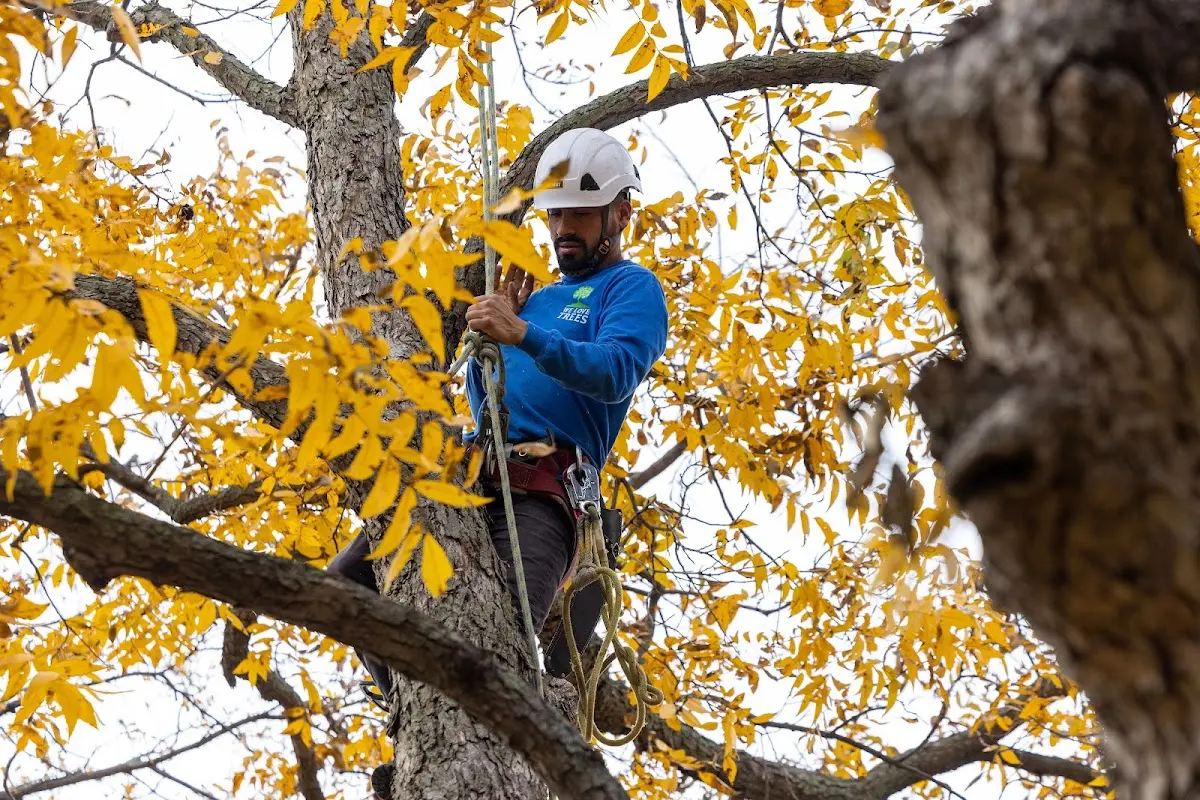 Skilled Storm Damage Cleanup crew working in Livonia